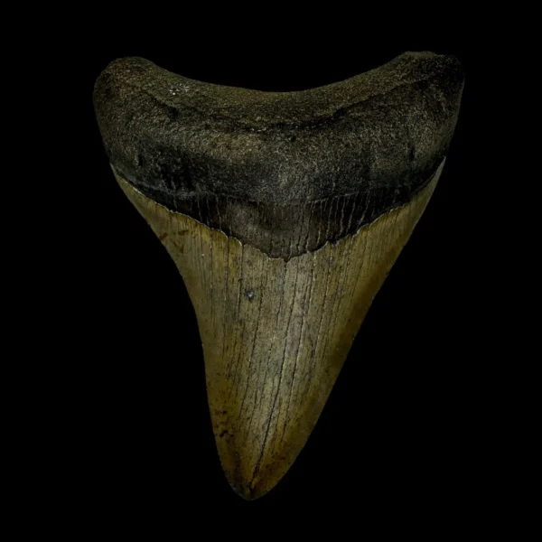 3.52" Megalodon Tooth Fossil