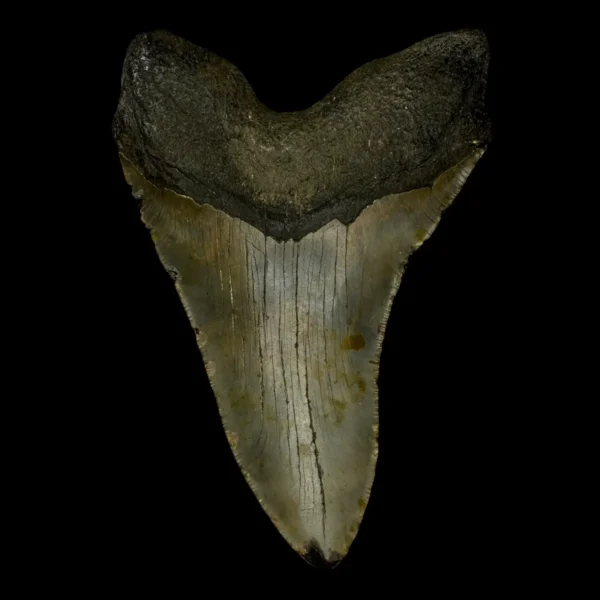 5.56" Megalodon Tooth Fossil - Image 2