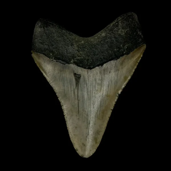 3.38" Megalodon Tooth Fossil - Image 2