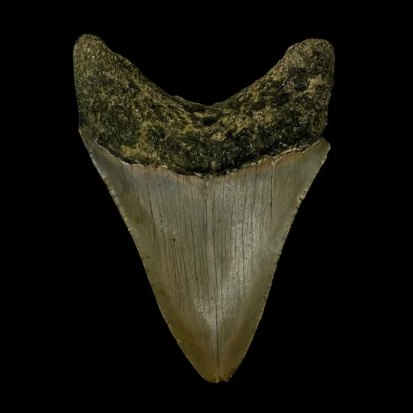 3.74" Megalodon Tooth Fossil - Image 2