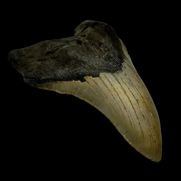 5.56" Megalodon Tooth Fossil - Image 4