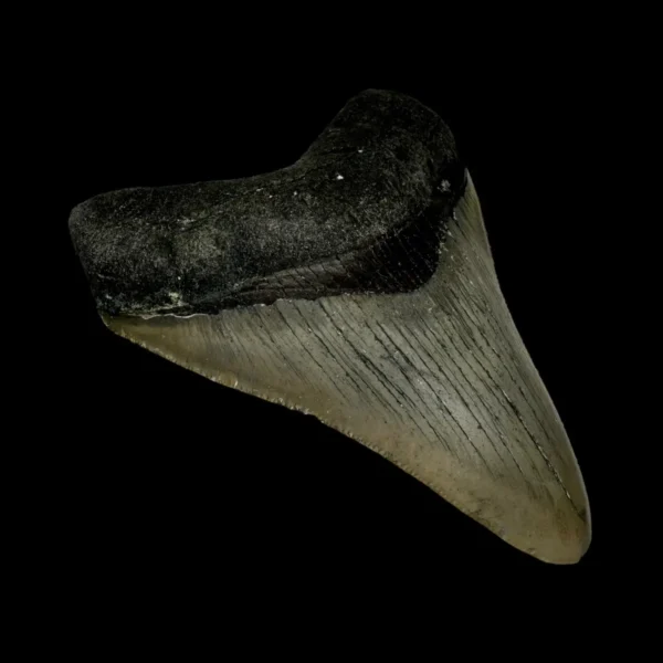 3.38" Megalodon Tooth Fossil - Image 4