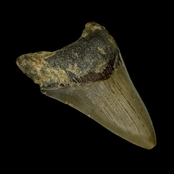 3.74" Megalodon Tooth Fossil - Image 4