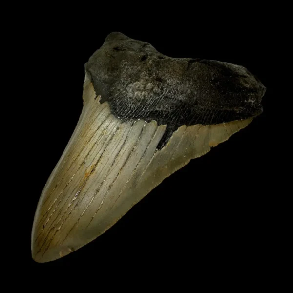 5.56" Megalodon Tooth Fossil - Image 3