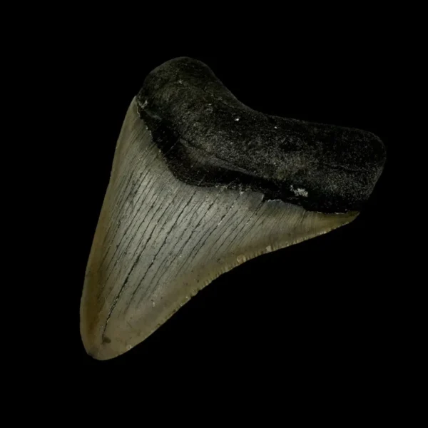 3.38" Megalodon Tooth Fossil - Image 3