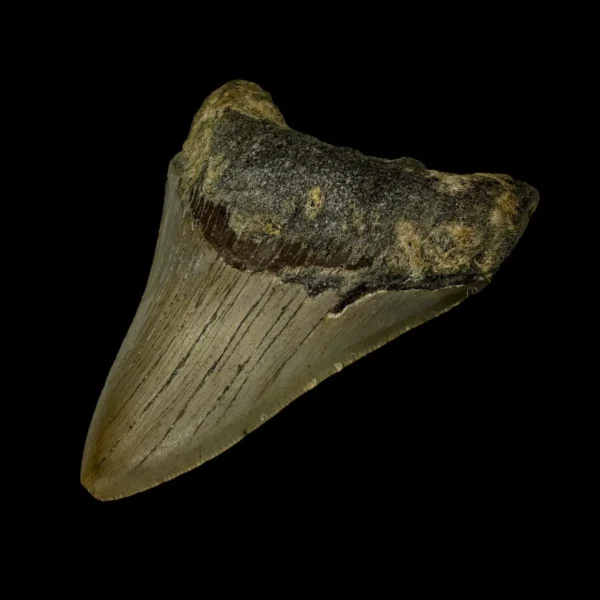 3.74" Megalodon Tooth Fossil - Image 3