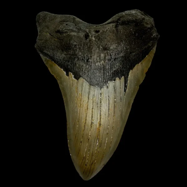 5.56" Megalodon Tooth Fossil