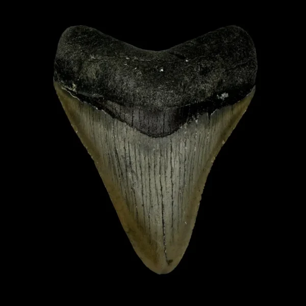 3.38" Megalodon Tooth Fossil
