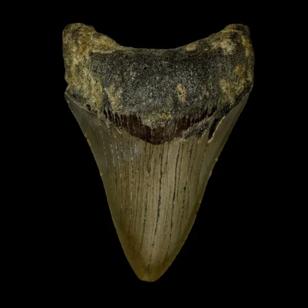 3.74" Megalodon Tooth Fossil