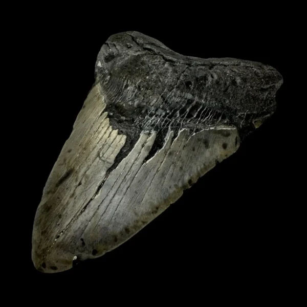 5.98" Megalodon Tooth Fossil - Image 3