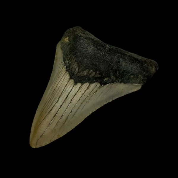 3.35" Megalodon Tooth Fossil - Image 3