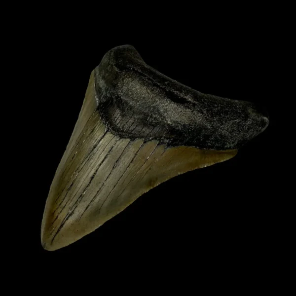 3.63" Megalodon Tooth Fossil - Image 3