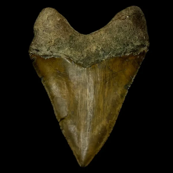 5.51" Megalodon Tooth Fossil - Image 2