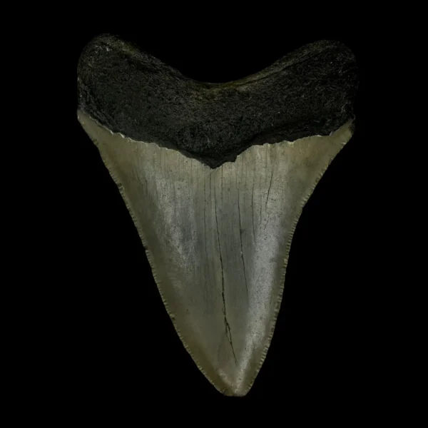 3.63" Megalodon Tooth Fossil - Image 2