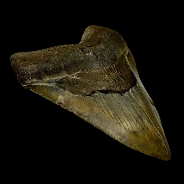 5.51" Megalodon Tooth Fossil - Image 4