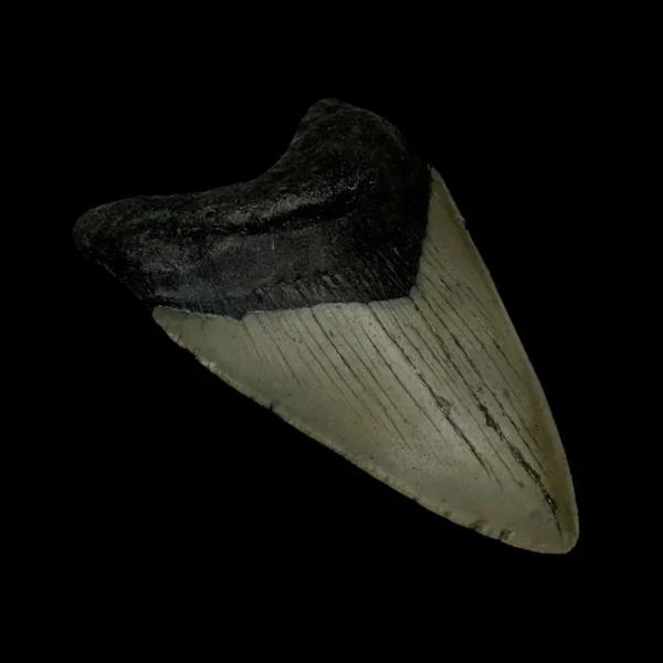 3.49" Megalodon Tooth Fossil - Image 4