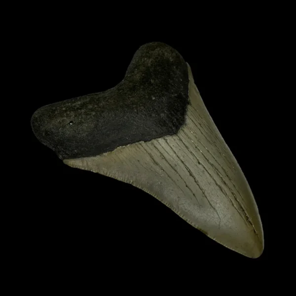 3.63" Megalodon Tooth Fossil - Image 4