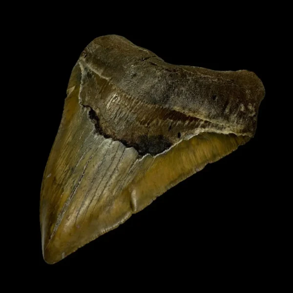 5.51" Megalodon Tooth Fossil - Image 3