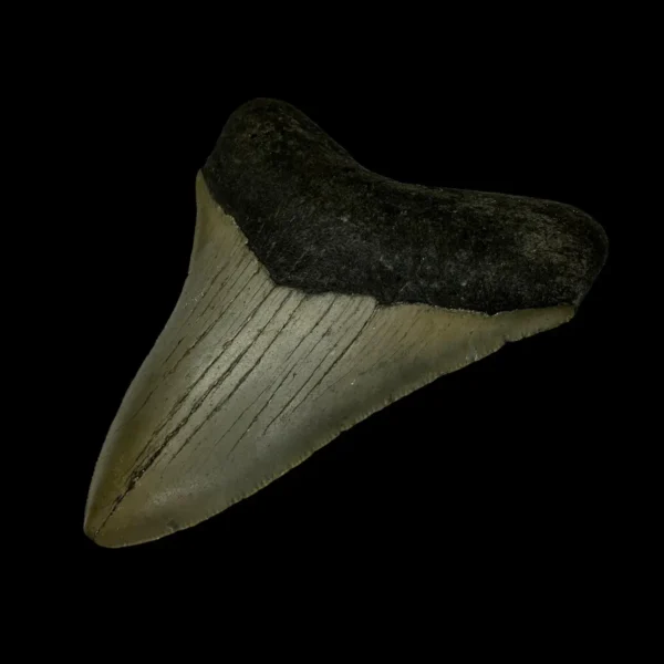 3.63" Megalodon Tooth Fossil - Image 3