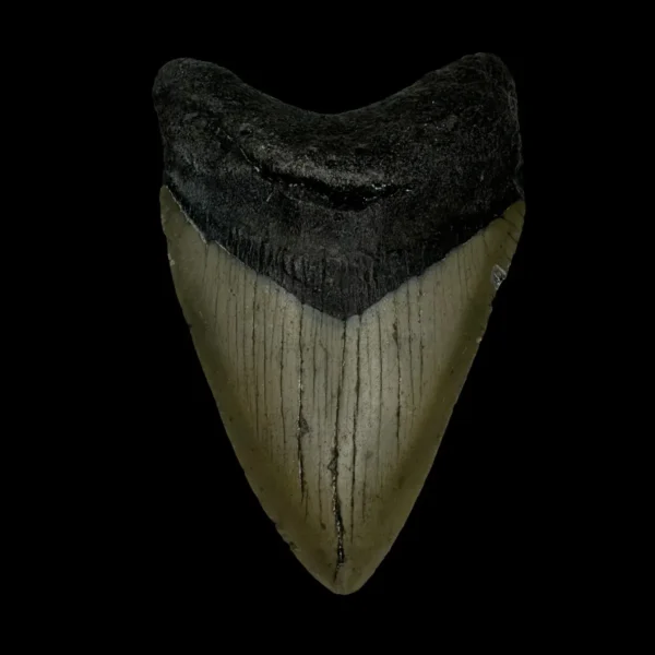 3.49" Megalodon Tooth Fossil