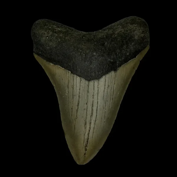 3.63" Megalodon Tooth Fossil