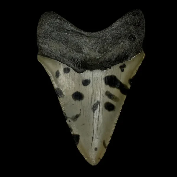 3.91" Megalodon Tooth Fossil - Image 2