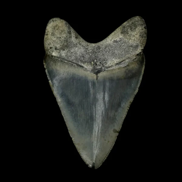 3.71" Megalodon Tooth Fossil - Image 2