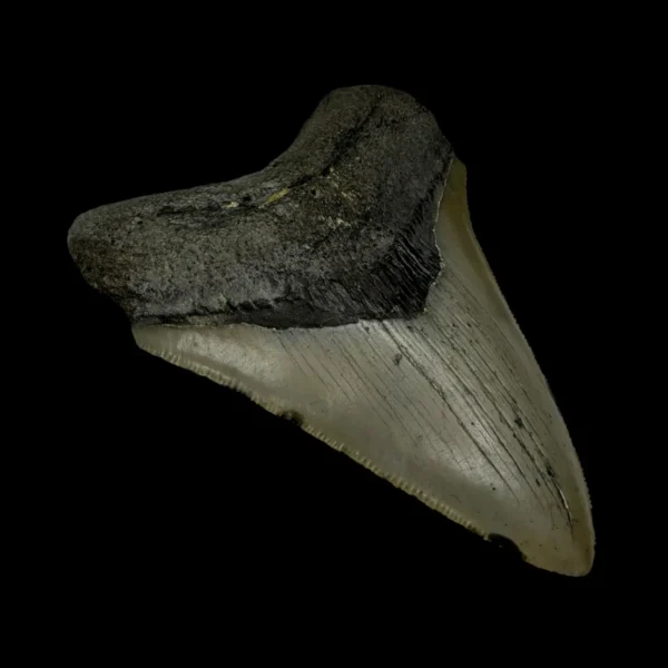 3.91" Megalodon Tooth Fossil - Image 4