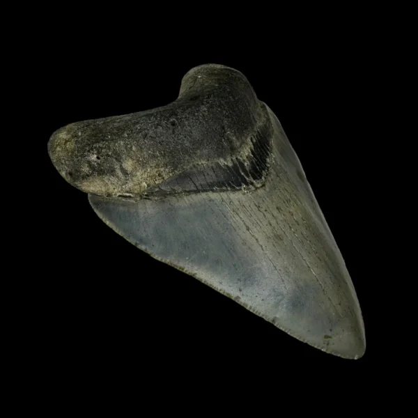 3.71" Megalodon Tooth Fossil - Image 4
