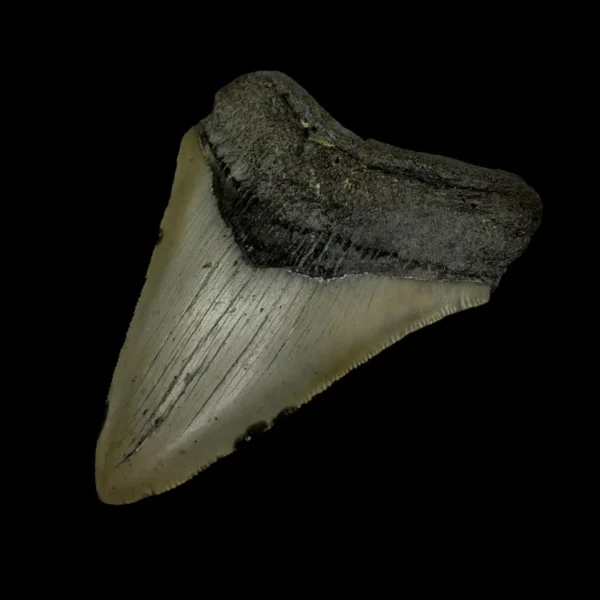 3.91" Megalodon Tooth Fossil - Image 3