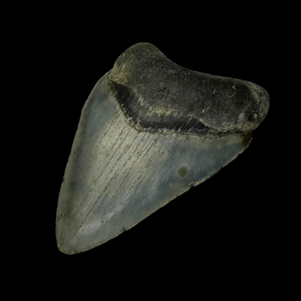 3.71" Megalodon Tooth Fossil - Image 3