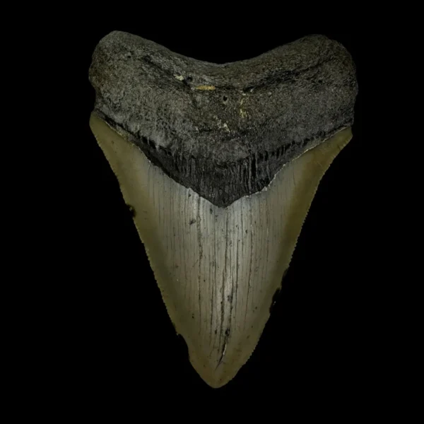 3.91" Megalodon Tooth Fossil