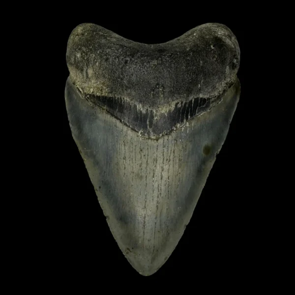 3.71" Megalodon Tooth Fossil