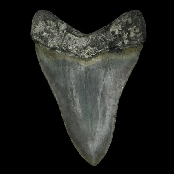 4.18" Megalodon Tooth Fossil - Image 2