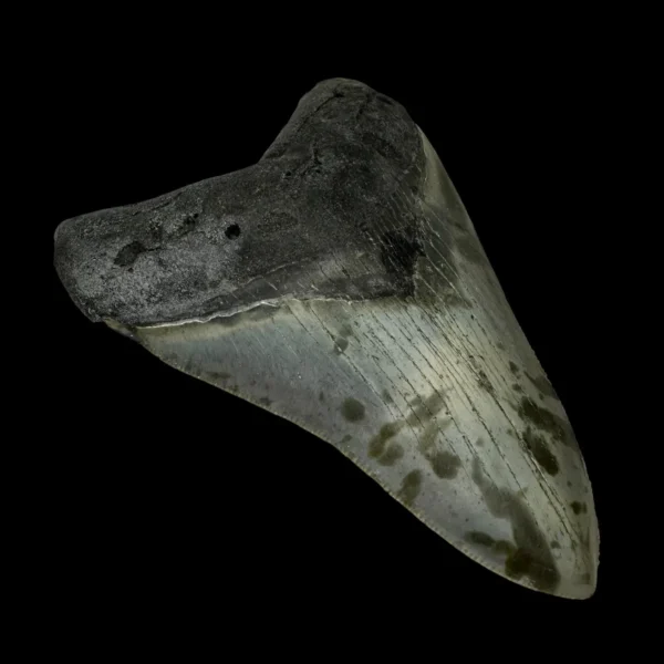 4.18" Megalodon Tooth Fossil - Image 4