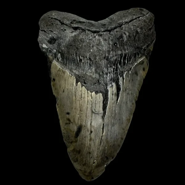 5.98" Megalodon Tooth Fossil