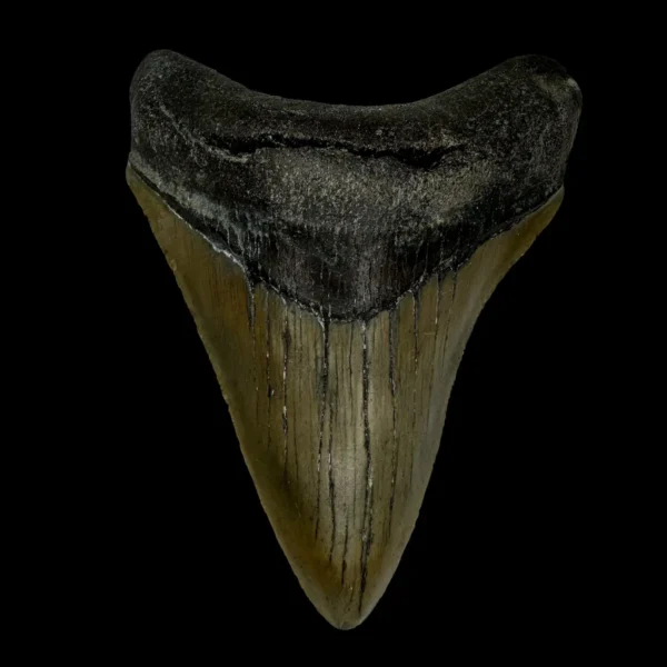 3.63" Megalodon Tooth Fossil