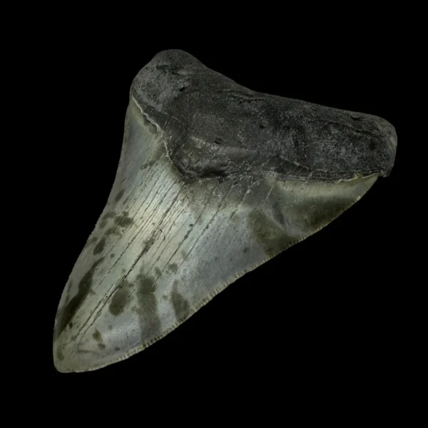 4.18" Megalodon Tooth Fossil - Image 3