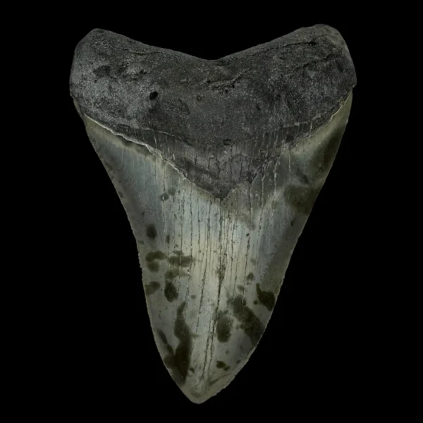4.18" Megalodon Tooth Fossil