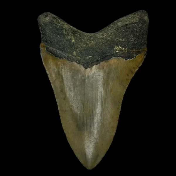 4.17" Megalodon Tooth Fossil - Image 2