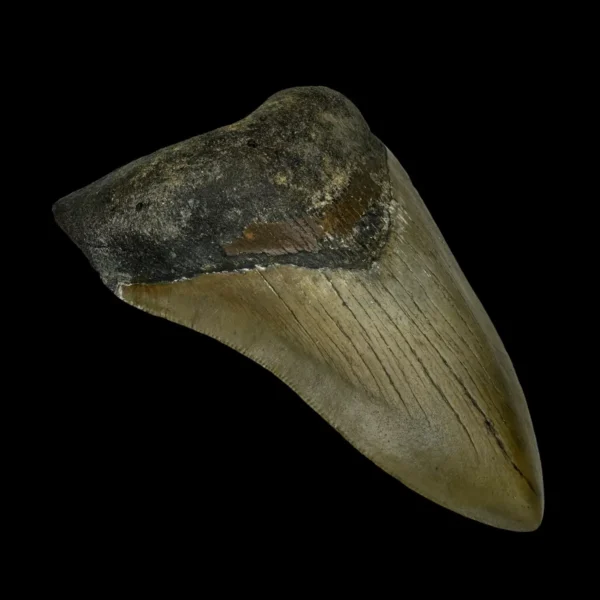 4.17" Megalodon Tooth Fossil - Image 4