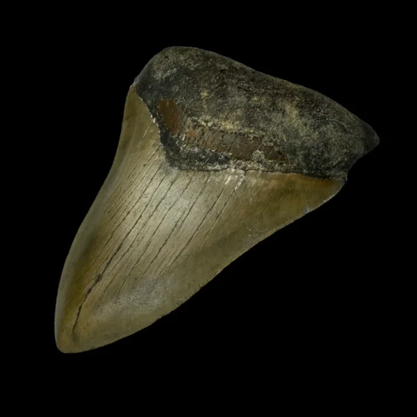 4.17" Megalodon Tooth Fossil - Image 3