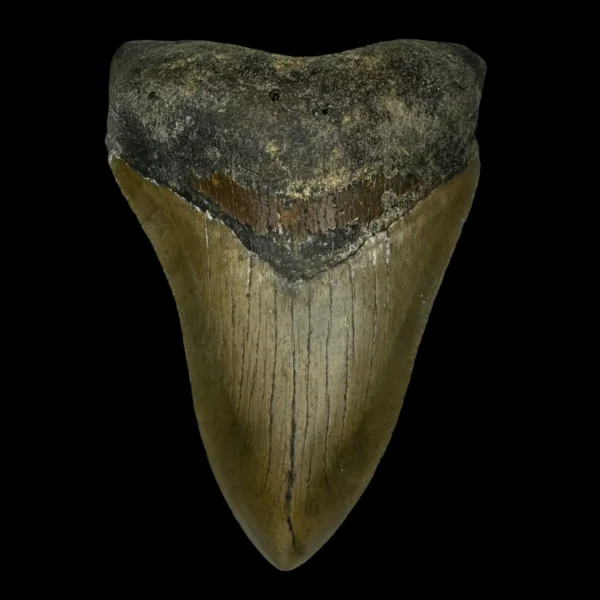 4.17" Megalodon Tooth Fossil