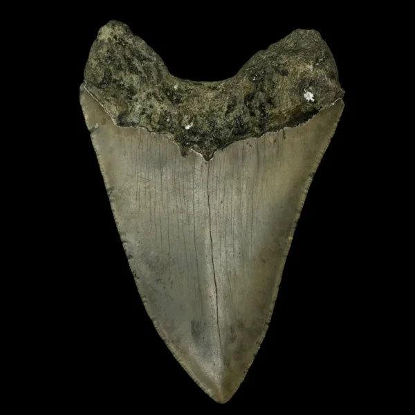 4.33" Megalodon Tooth Fossil - Image 2