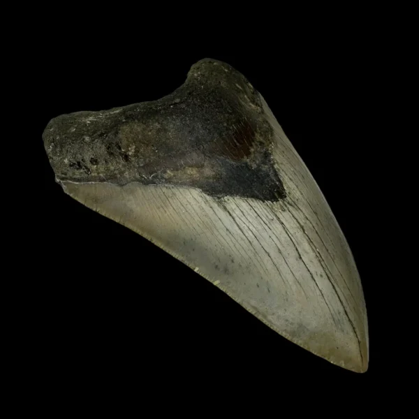4.33" Megalodon Tooth Fossil - Image 4