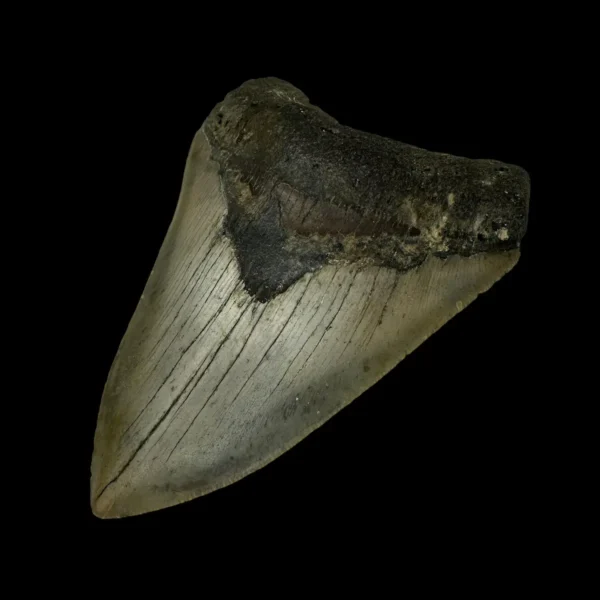4.33" Megalodon Tooth Fossil - Image 3