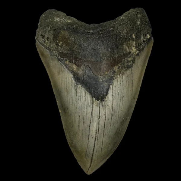 4.33" Megalodon Tooth Fossil