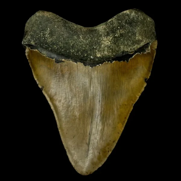 5.44" Megalodon Tooth Fossil - Image 2