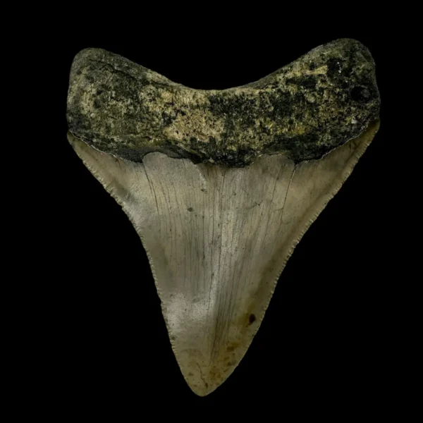 3.65" Megalodon Tooth Fossil - Image 2