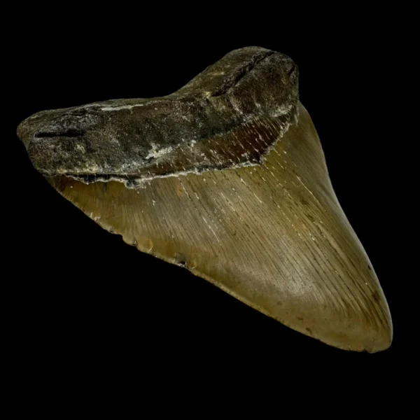 5.44" Megalodon Tooth Fossil - Image 4